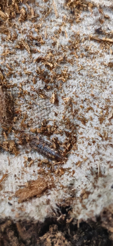 Porcellio Scitus Isopods for sale